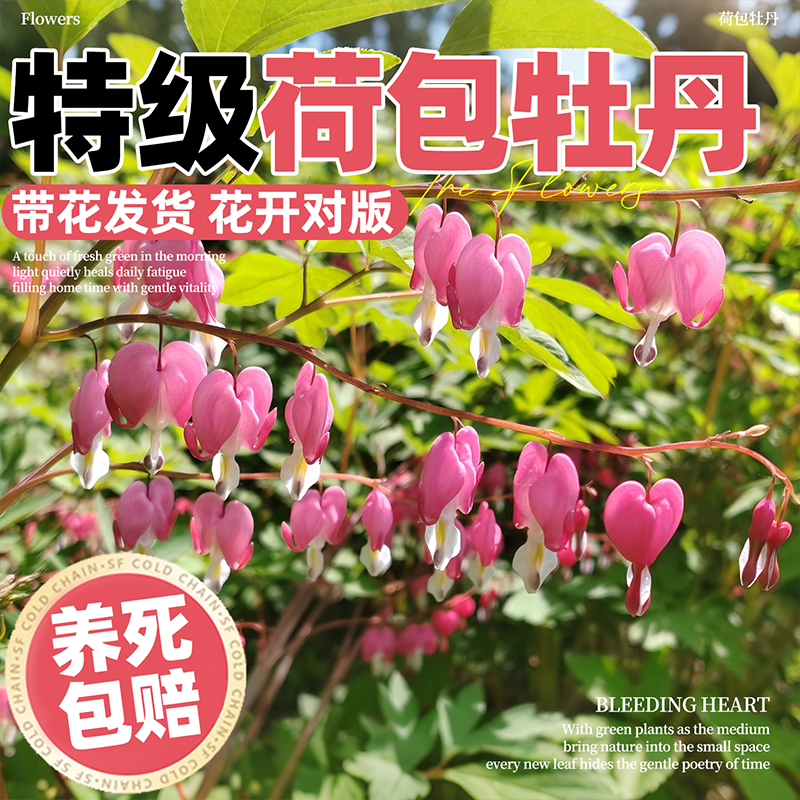 荷包牡丹花苗盆栽正品带芽种植玲儿草室内庭院阳台耐寒多年生植物