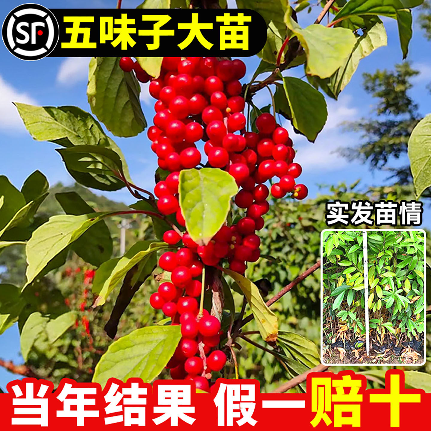 正宗五味子树苗药用苗木果树果苗图片
