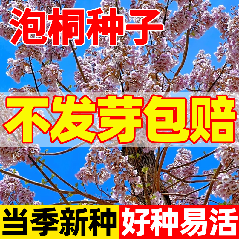 泡桐种子白花泡桐种子四季种桐木水桐树紫花树毛优质庭院护坡花卉
