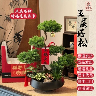 五层塔松盆栽新年绿植物送长辈祝寿礼物领导老师生日开业乔迁植物