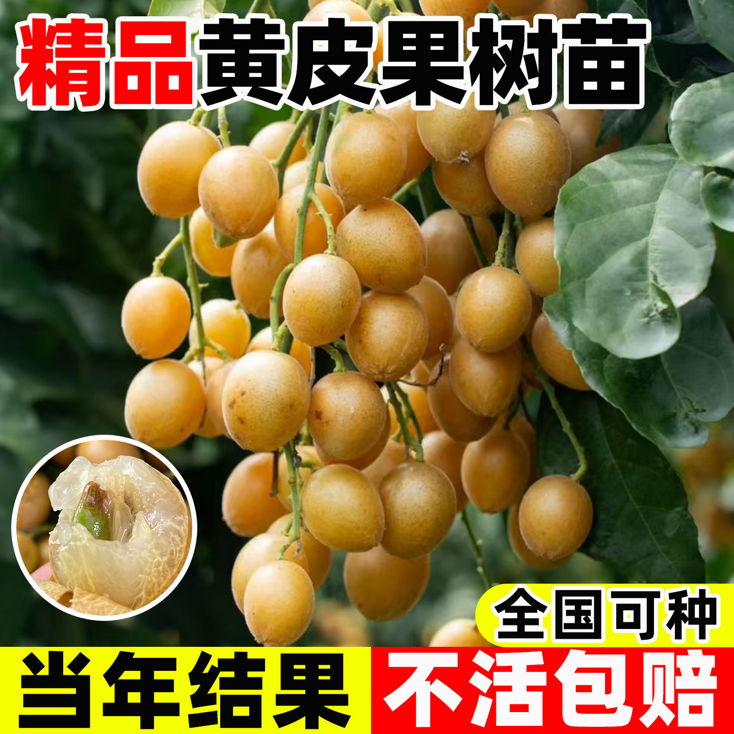 黄皮果树果苗好养盆栽地栽南方庭院正宗广西鸡心黄皮树嫁接果树苗