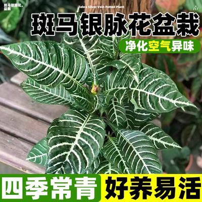 斑马银脉花盆栽银脉爵床花叶斑马