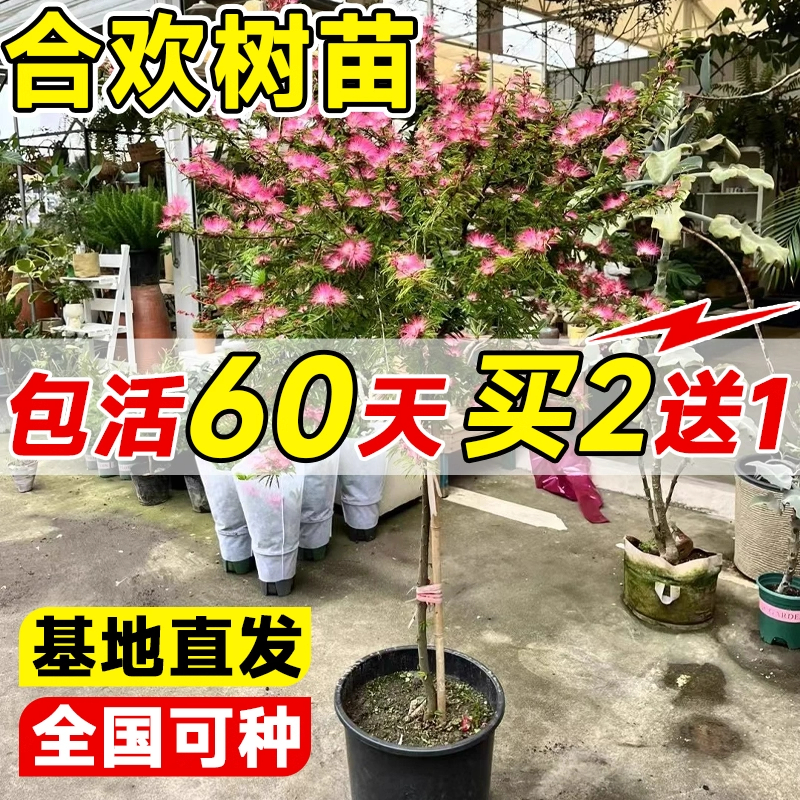合欢花树苗绒花树庭院多季开花绿化苗室外风景树工程地栽大树乔木