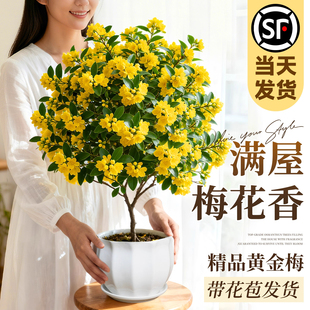 黄金梅带花苞盆栽耐寒耐冻花卉绿植冬天室外耐寒花植物室内好养活