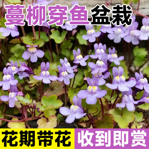 蔓柳穿鱼苗多年生花卉阳台庭院室