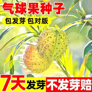气球果种子河豚果风船唐棉钉头果种籽多年生气球花切花盆栽春秋播