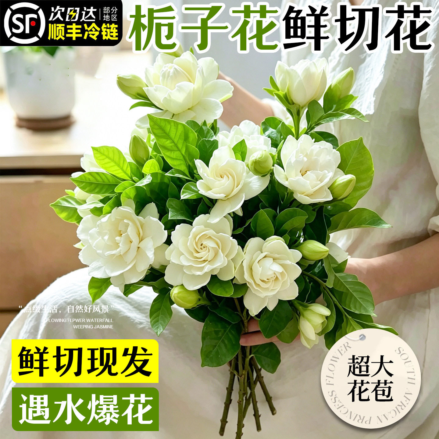 栀子花鲜花束水培植物室内芍药图片