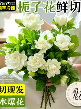 栀子花鲜花束水培植物室内芍药
