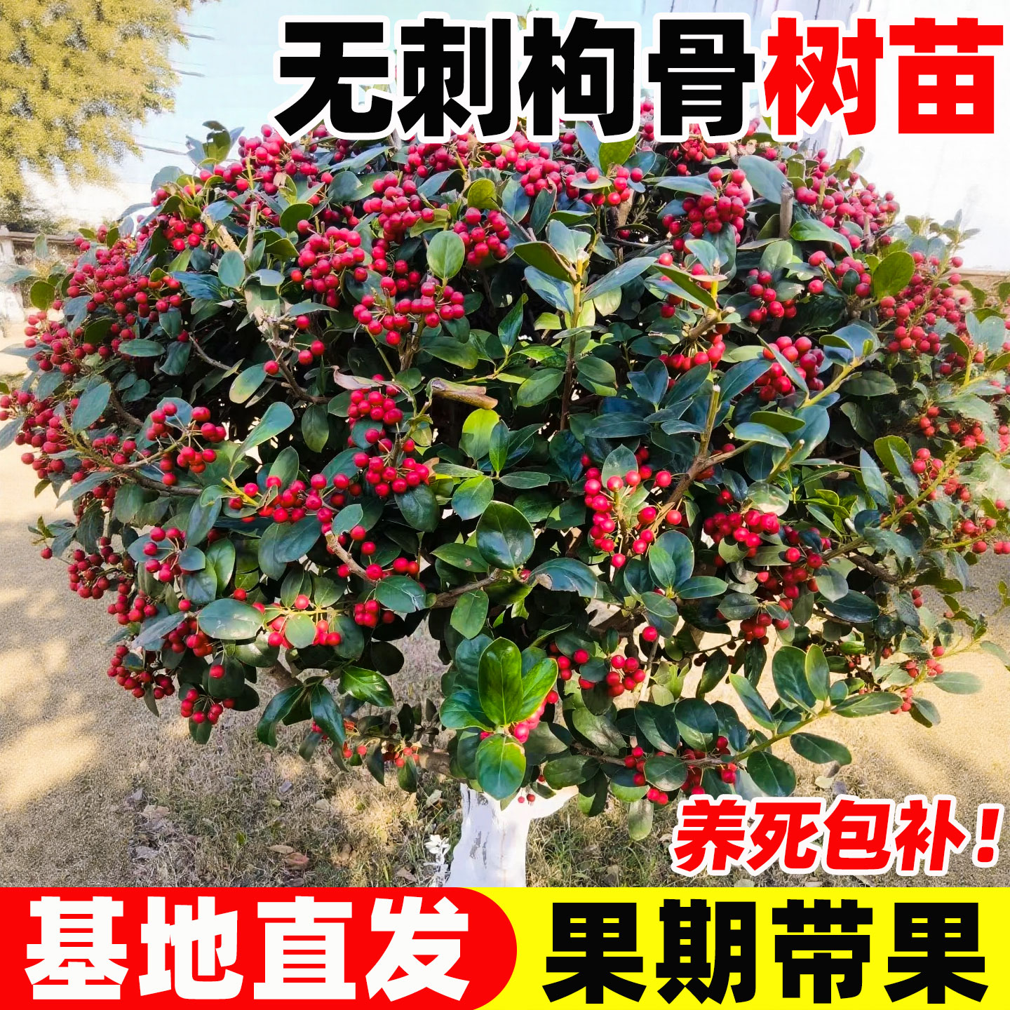 无刺枸骨树苗造型老桩有刺金