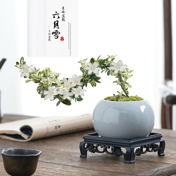 六月雪盆景悬崖红花茶桌禅意窗台