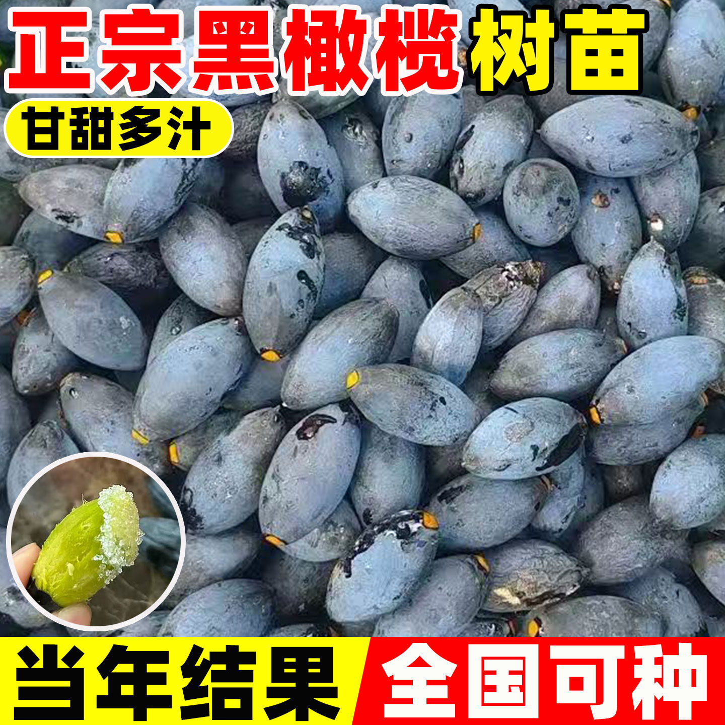 黑橄榄树苗带土带叶乌榄苗嫁接高产南北方四季种植地栽庭院工艺榄