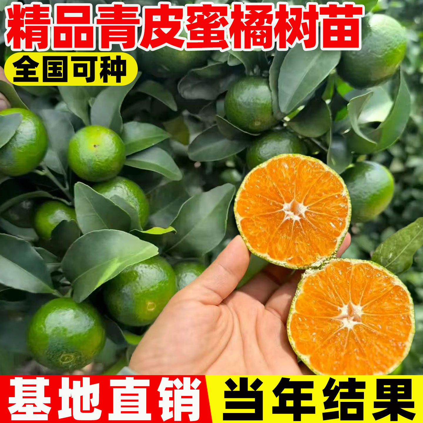 早熟桔子树苗由良柑橘子树苗无籽蜜桔子无核新品种特早青皮橘子苗