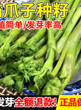 野生猫爪菜种东北野菜正宗唐松菜