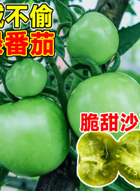 贼不偷西红柿种子绿番茄种籽蔬菜