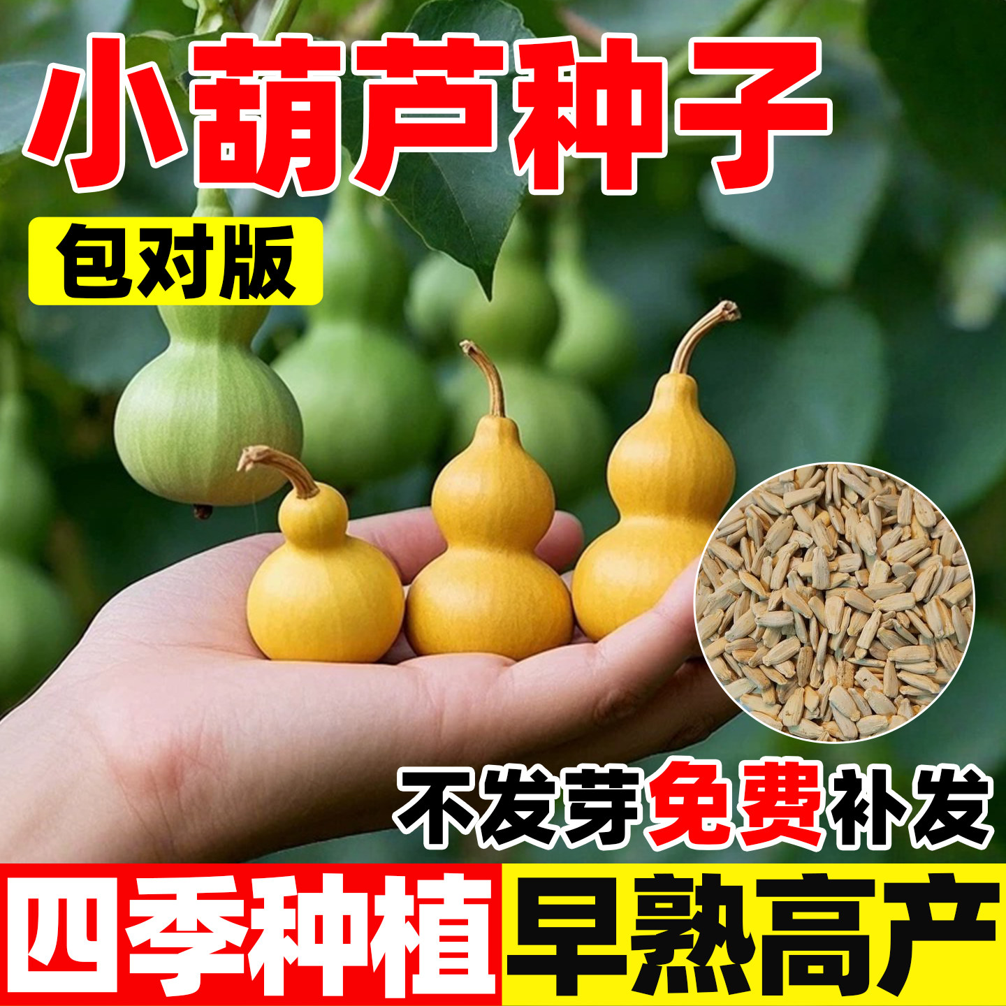 小葫芦种子四季观赏文玩手捻葫芦籽种阳台庭院爬藤特大型葫芦盆栽