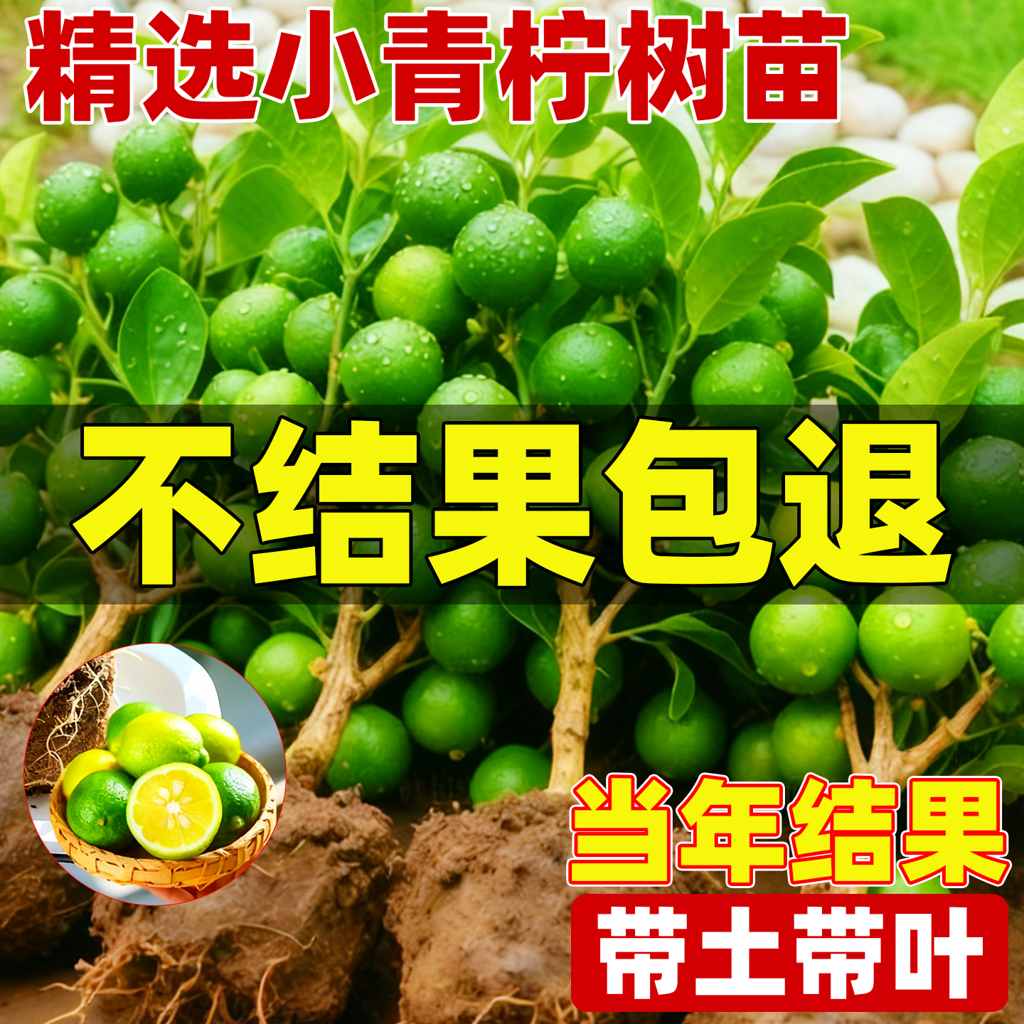 小青柠树苗带果海南小青桔无籽金桔树盆栽南北种植庭院阳台果树苗