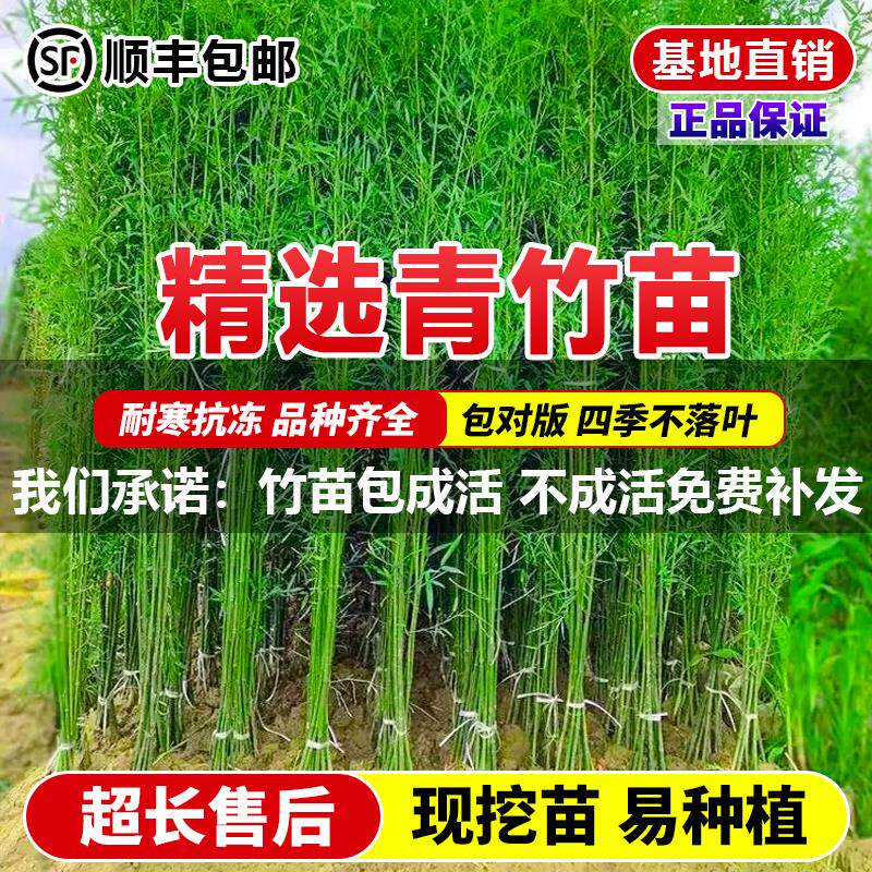青竹苗四季耐寒植物室外庭院观赏盆栽毛竹紫竹苗黄金竹罗汉竹绿植