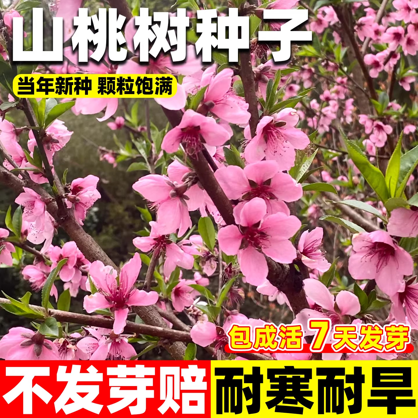 山桃种子阳台庭院观赏果树苗桃树种籽新采野生山桃种子四季种易活