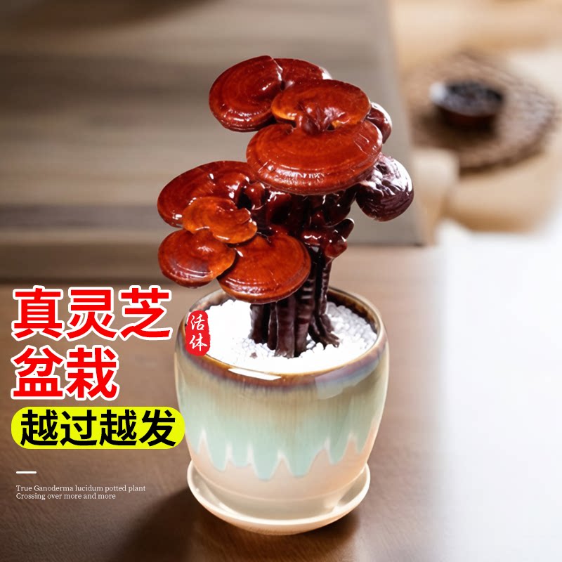 灵芝苔藓球盆景摆件真灵芝活苗盆图片