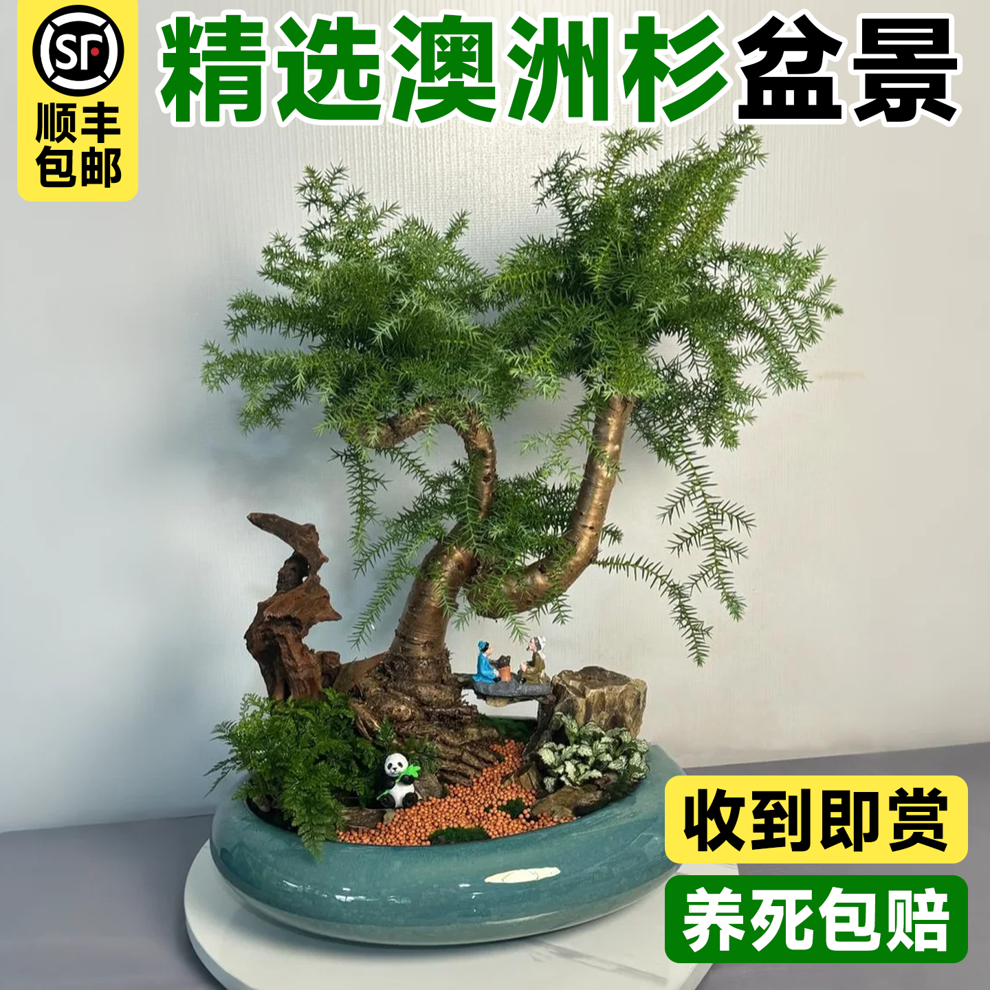 澳洲杉盆景树不老松老桩盆栽室