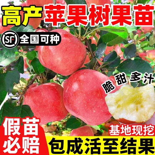 红富士苹果树苗盆栽南方北