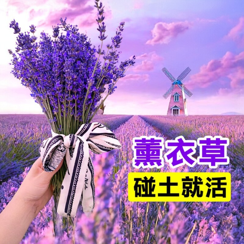 薰衣草花籽太阳花格桑花种子阳台庭院盆栽植物驱蚊草花苗熏衣草孑