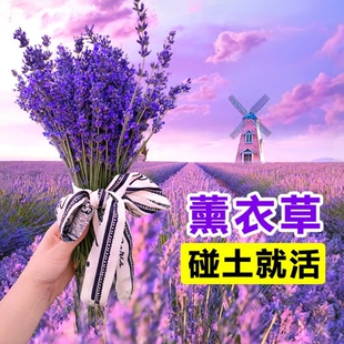 薰衣草花籽太阳花格桑花种子阳台庭院盆栽植物驱蚊草花苗熏衣草孑