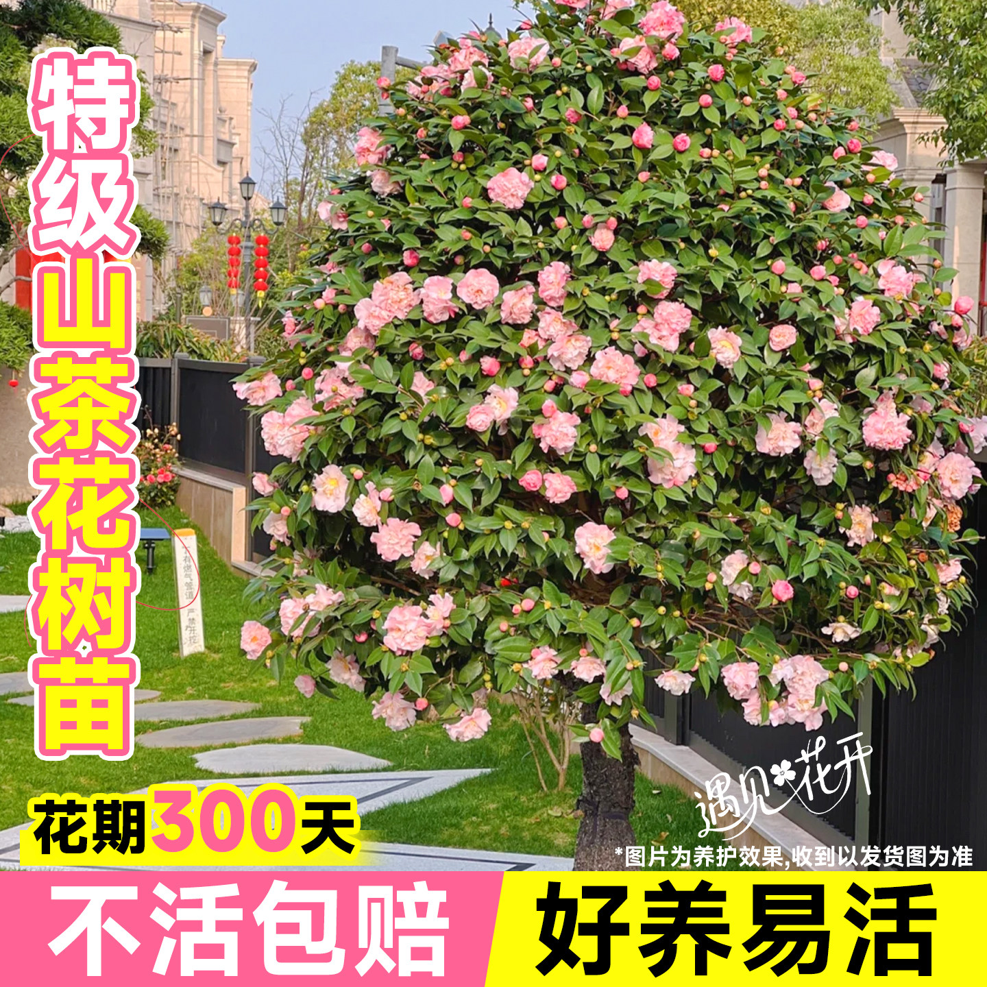 香妃山茶花树苗特大盆栽室内外绿