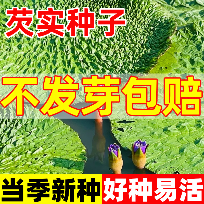 芡实种子鸡头米种籽四季种植高产