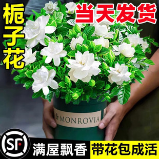 栀子花盆栽四季好成活树苗室内绿植好养易活适合的懒人茉莉花大全