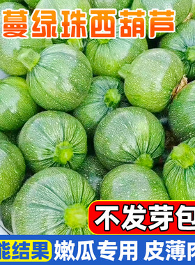 无蔓绿珠西葫芦种子四季短蔓无藤
