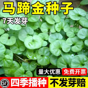 马蹄金种子小金钱草铜钱草籽水养水培花招财四季常青植物盆栽草籽