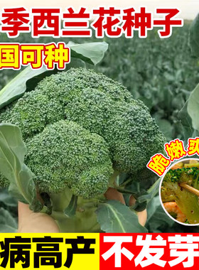 西兰花种子有机花菜盆栽种孑阳台
