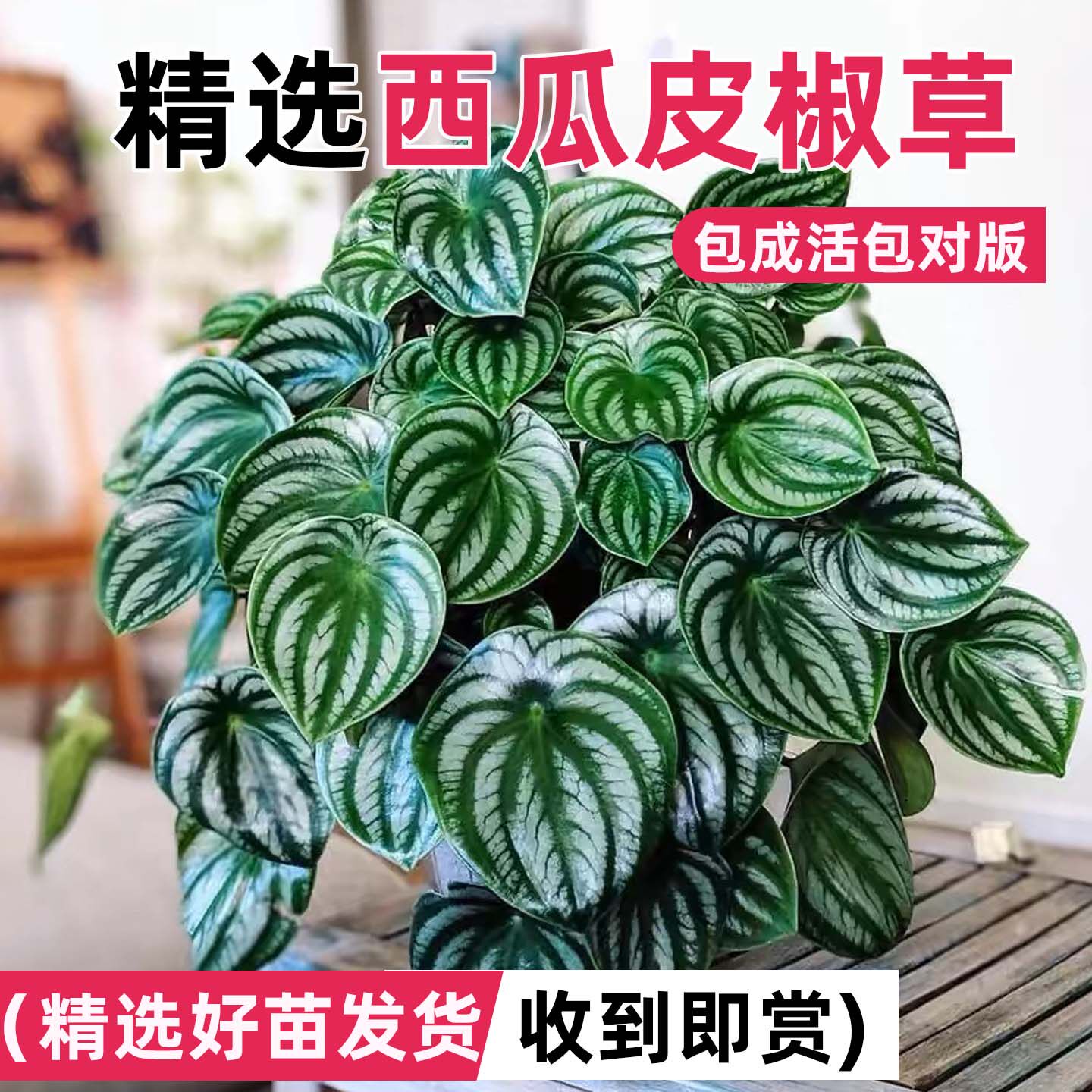 西瓜皮椒草麒麟盆栽草植物送礼室内瓜懒人好养甲醛ins吸园艺绿植