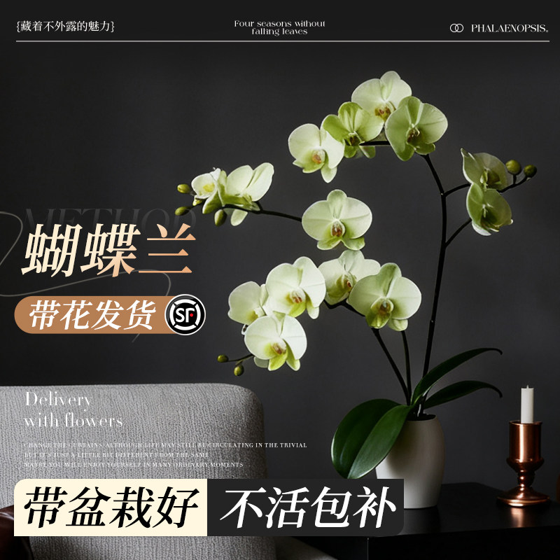 蝴蝶兰带花盆栽轻奢高级感特大号