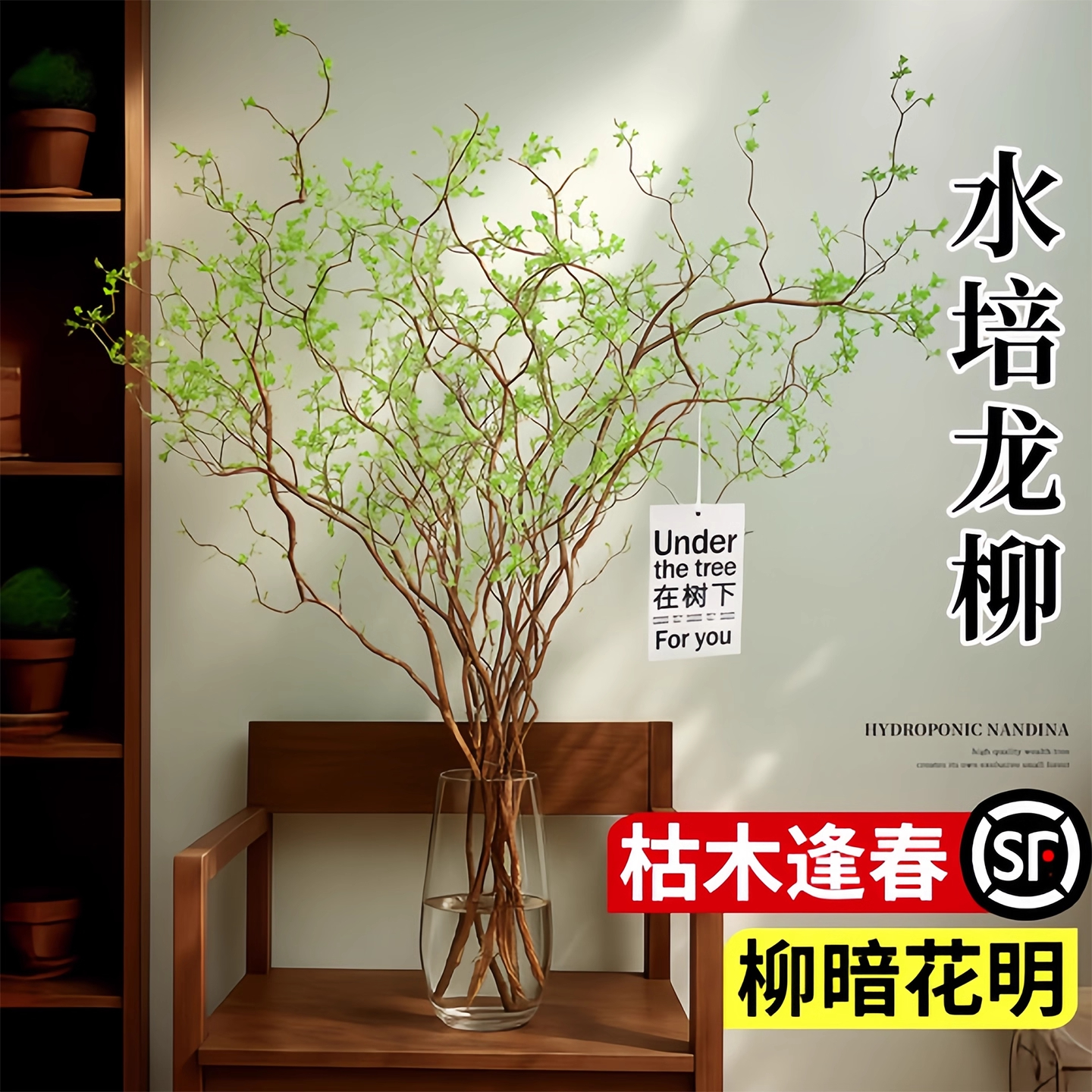 龙柳水培植物鲜枝切花水养绿植南天竹马醉木干枝室内吊钟客厅盆栽
