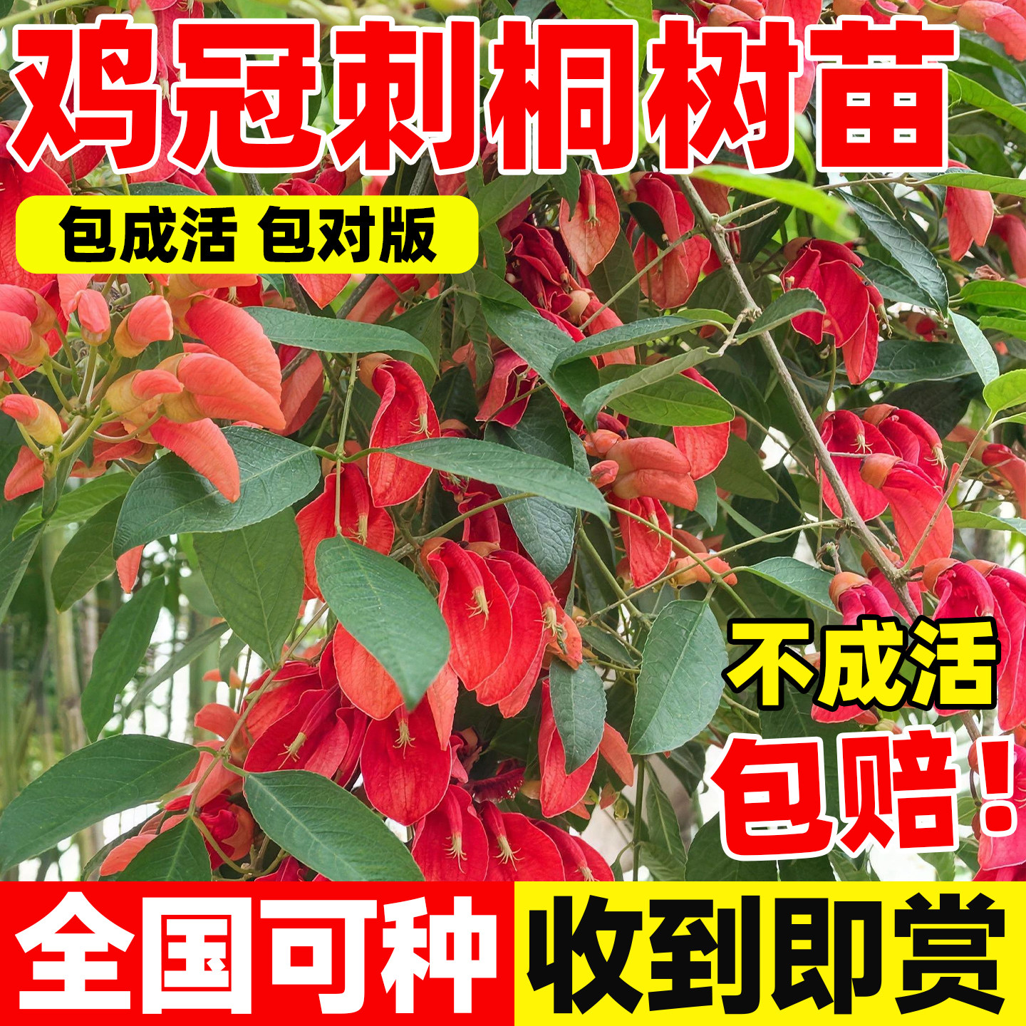鸡冠刺桐树苗珍稀名贵苗木庭院街道耐寒树苗植物四季风景花苗行木