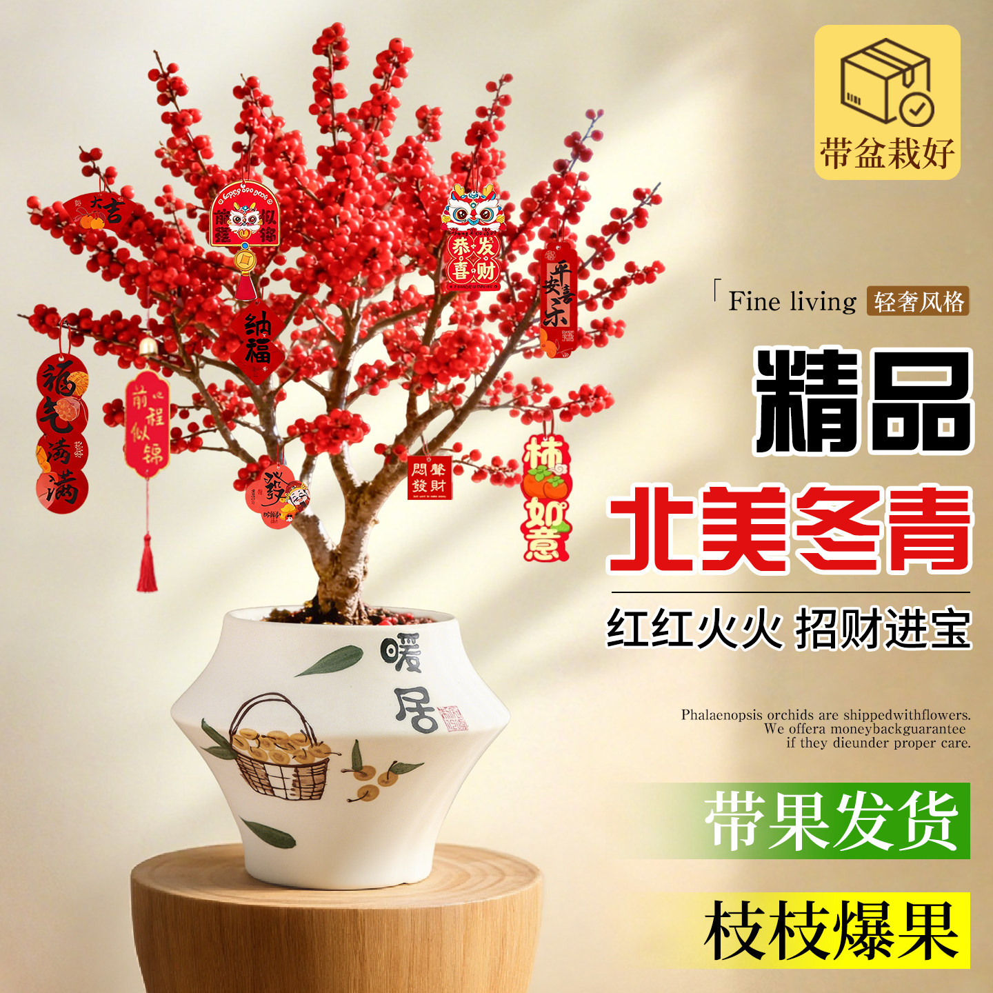 北美冬青大盆栽带果室内盆景树苗
