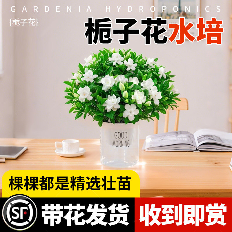 水培栀子花盆栽卉驱蚊植物图片