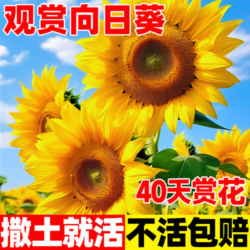 食用向日葵种子孑观赏向日葵