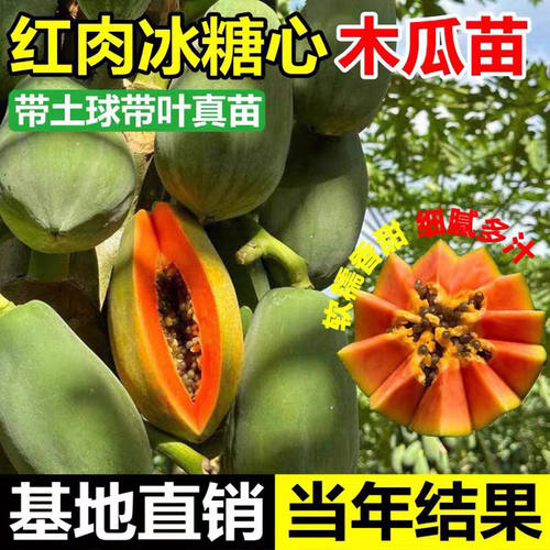 木瓜苗树南方矮化高产雷州冰糖红