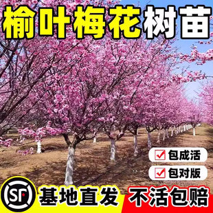 榆叶梅树苗重瓣丛生花树耐寒盆栽花卉阳台地栽庭院梅花树苗绿化苗