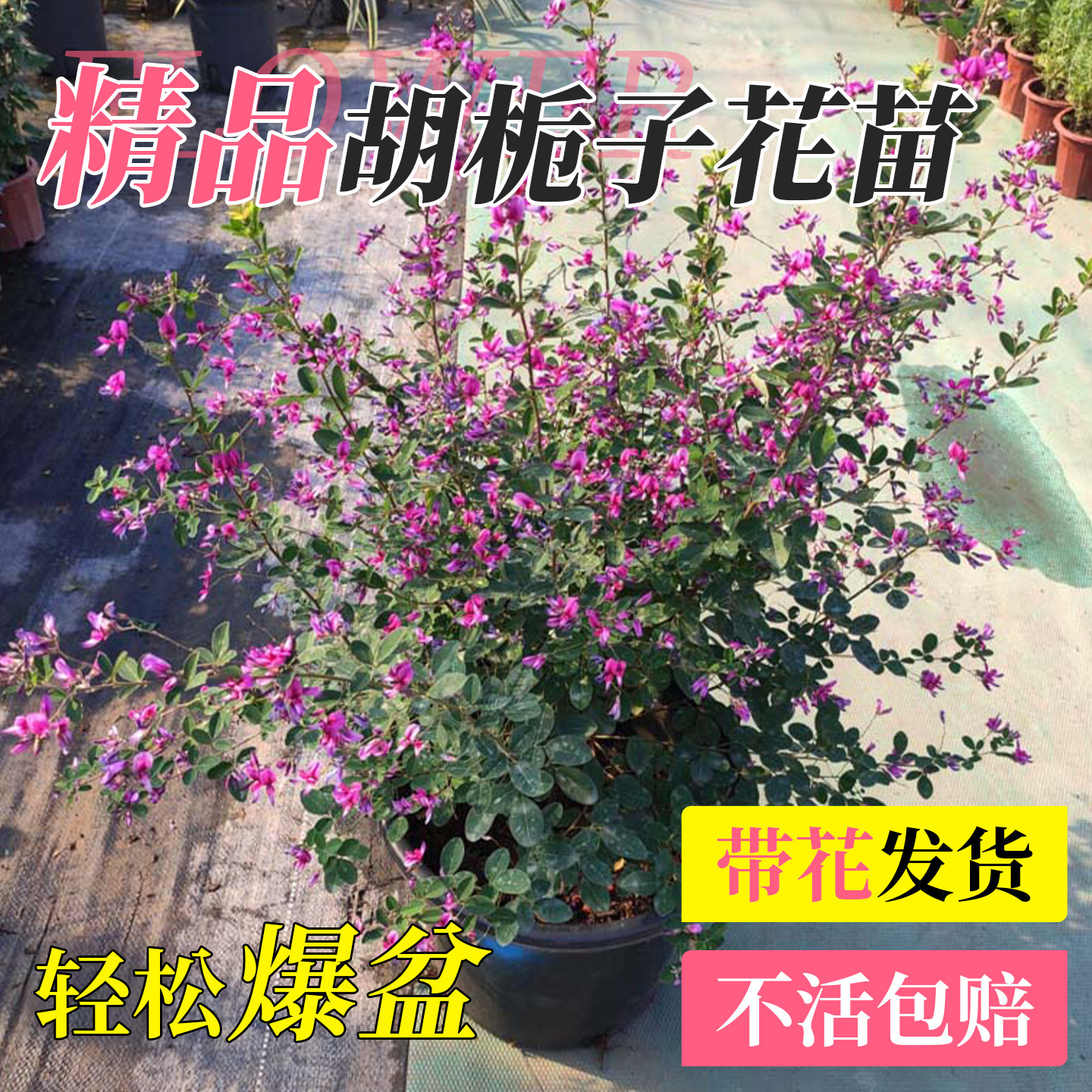 胡栀子花苗盆栽花园植物胡枝