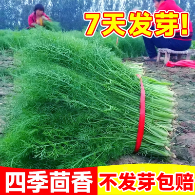 茴香菜种籽大全四季蔬菜种子高产