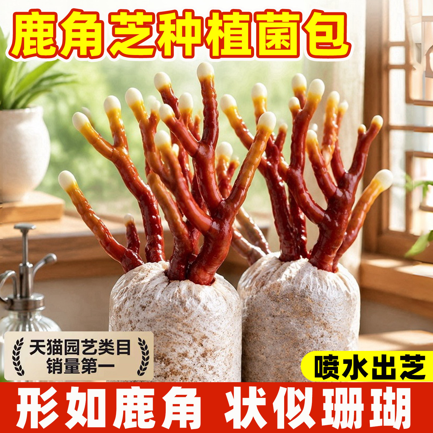 鹿角芝菌种菌包灵芝盆栽盆景活体图片