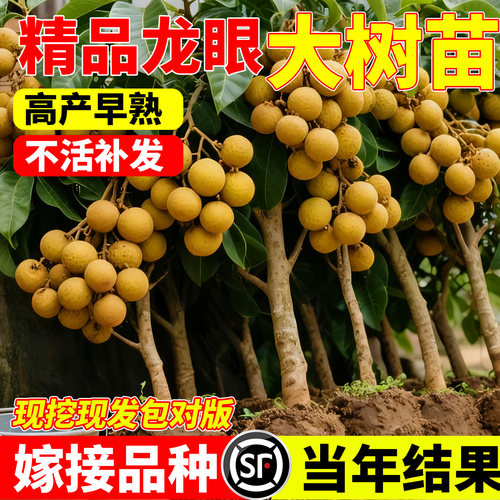 龙眼树大苗嫁接当年结果石硖