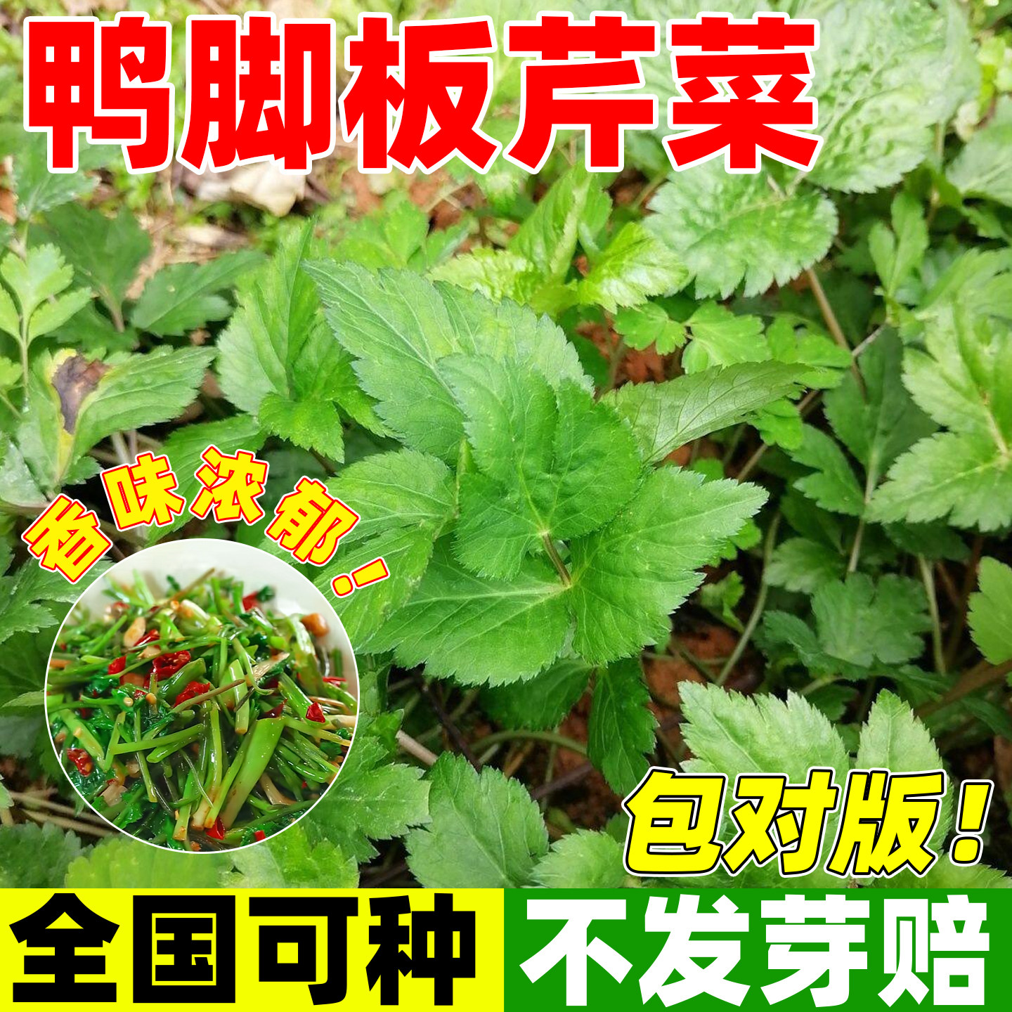 鸭脚板芹菜种子鸭儿芹大叶芹菜野蜀葵种籽四季种植耐热耐寒大田苗