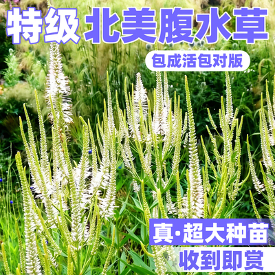 北美腹水草花苗四季种植耐寒耐