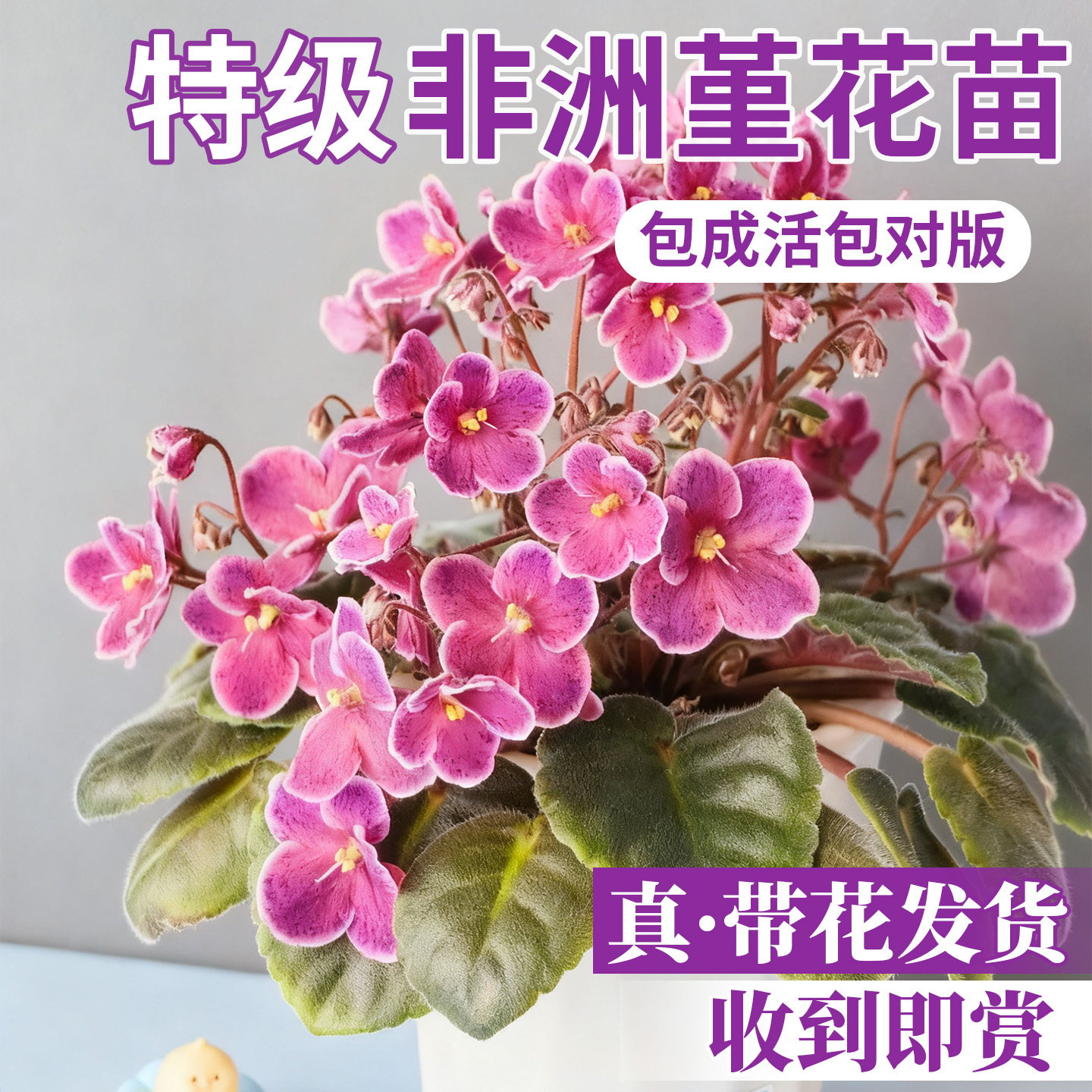 重瓣非洲堇巴蕾紫罗兰盆栽带花办公室内好养四季开花喜阴花卉植物