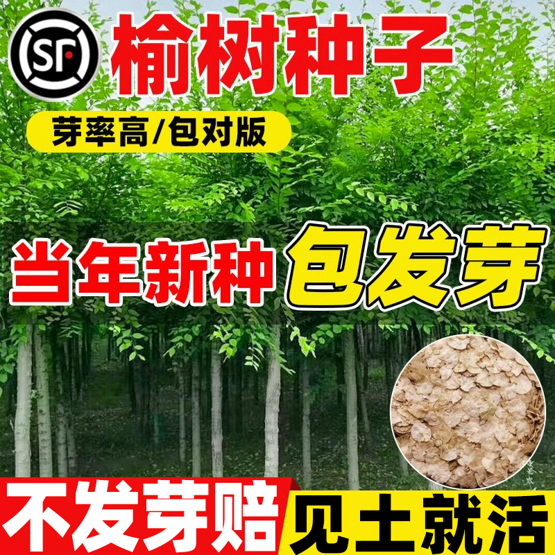 新采榆树种子墙籽耐寒绿化